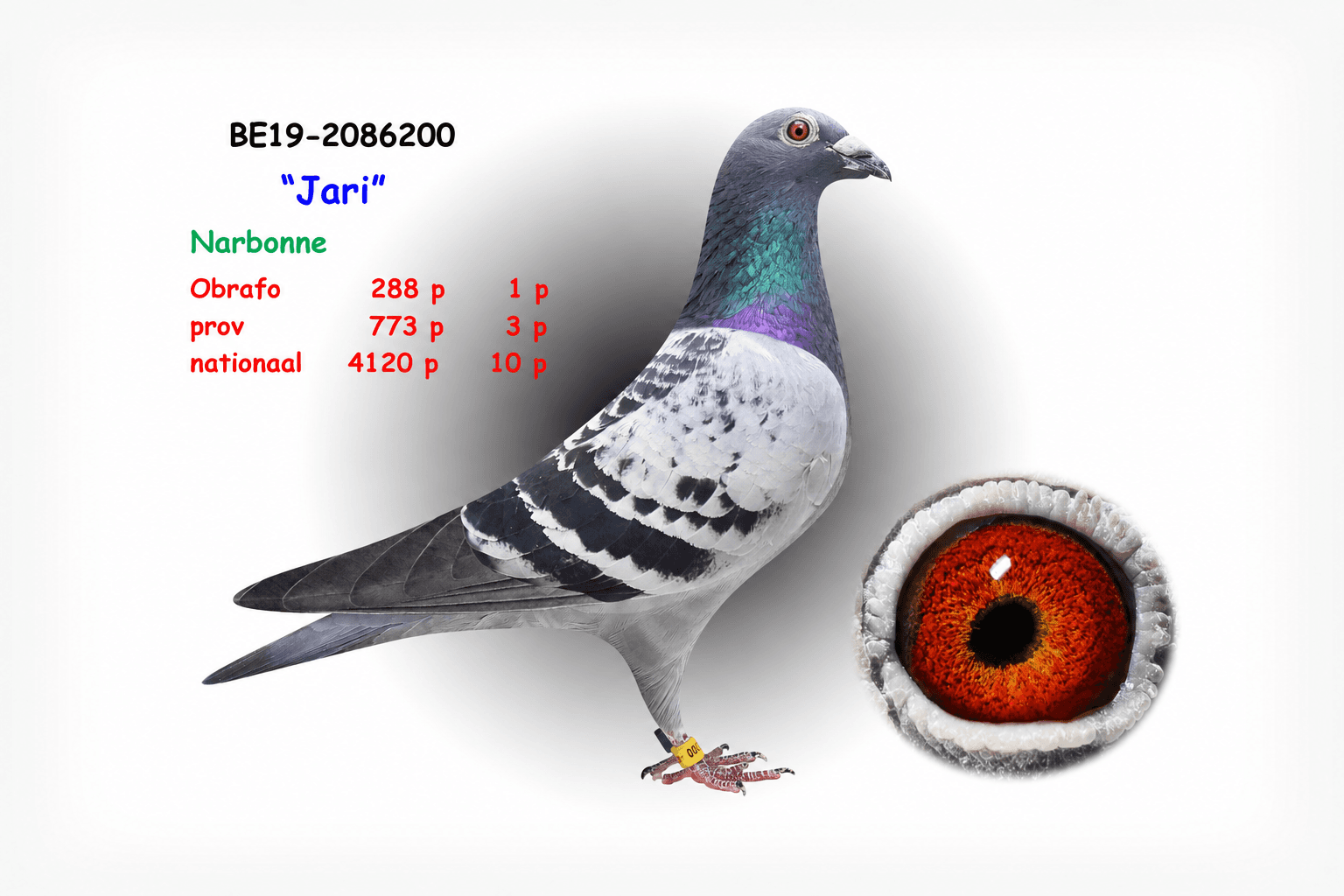 voiajor.net