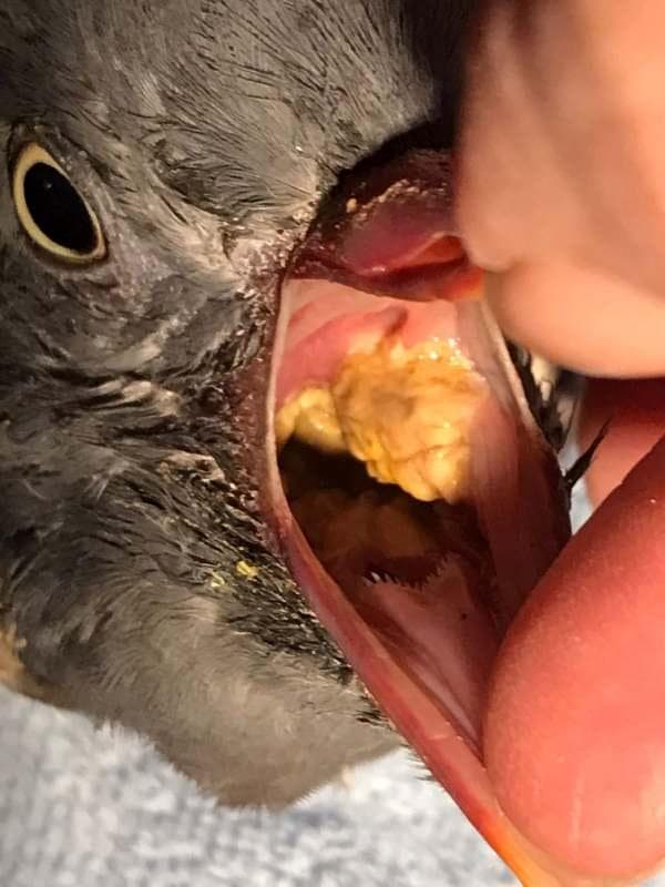 Manual de Merk - Manual de veterinaria