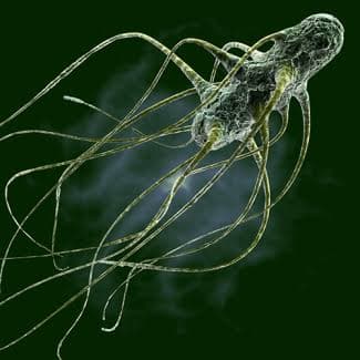 Salmonelosis - Síntomas y tratamiento