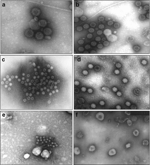 ROTAVIRUS en las palomas mensajeras
