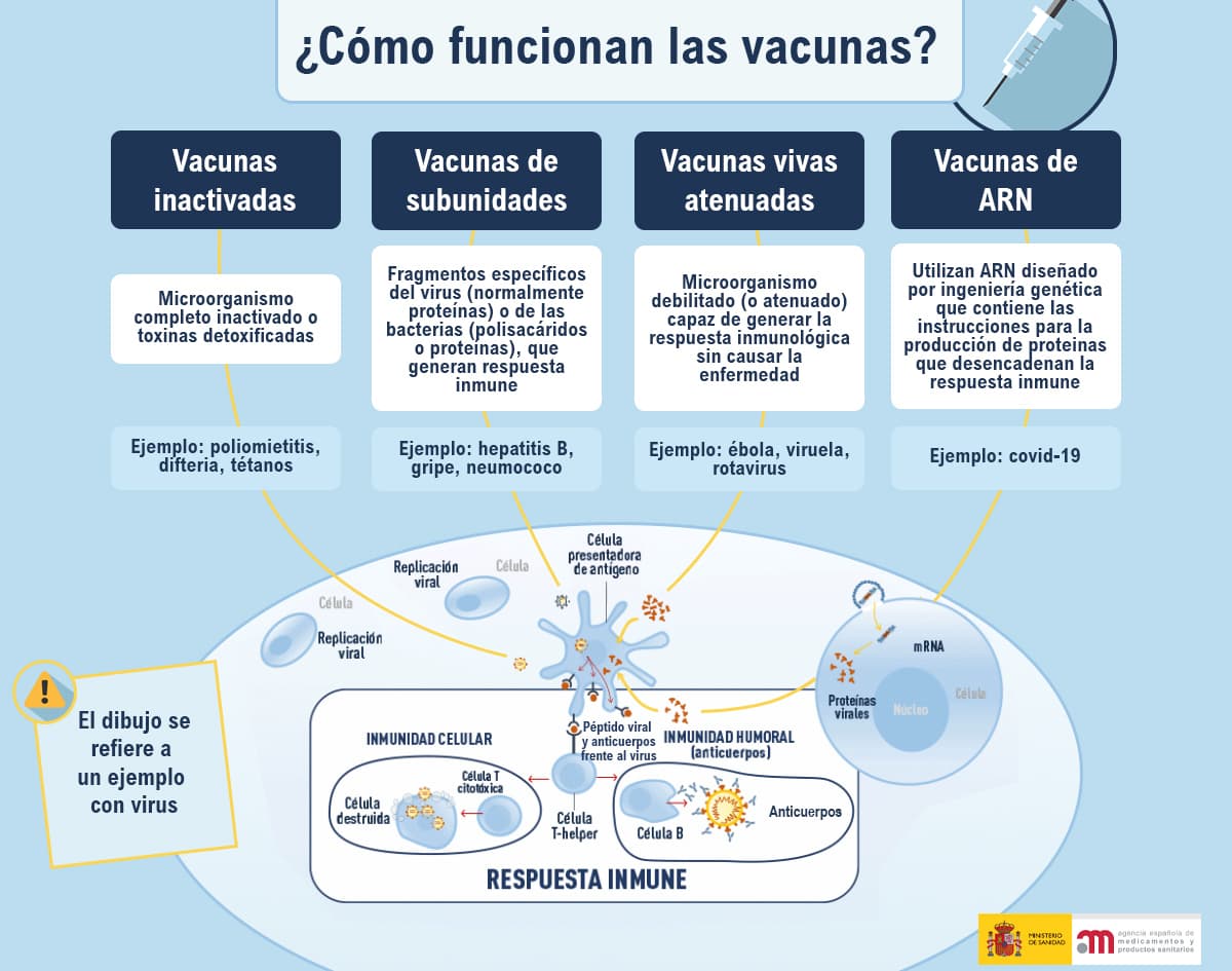 Sobre las vacunas para enfermedades víricas y paratifoideas (bacterianas).