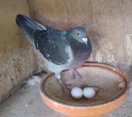 'Thea', es la vencedora del Campeonato Nacional de Bergerac ('el 631' de 2024).